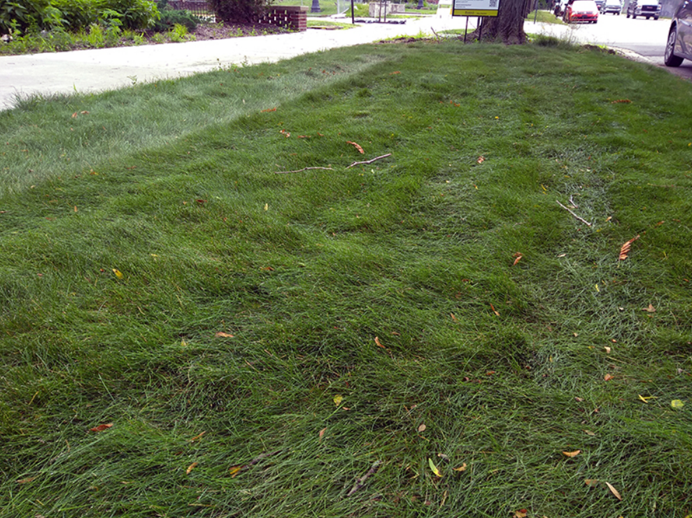Understanding Fescue Grass Planting and Maintenance Tips for a Health