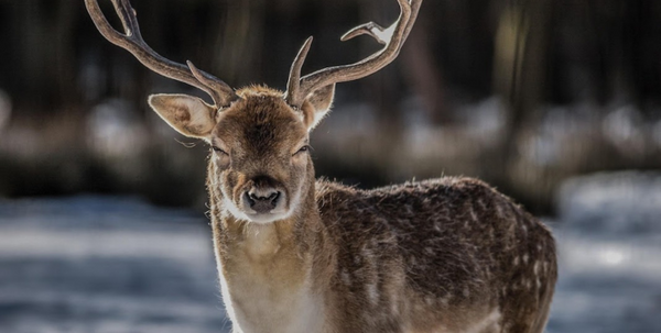 A Complete Guide to Hunting in California Deer Season 2025