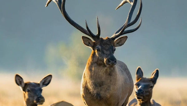 When Is Deer Season In Missouri: Key Dates, Rules, Tips, and More