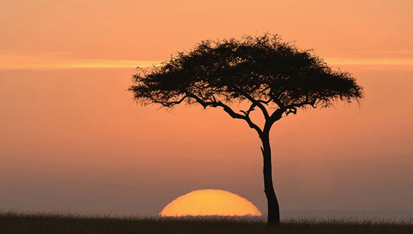 The LAAF Program (Lighting An African Family)