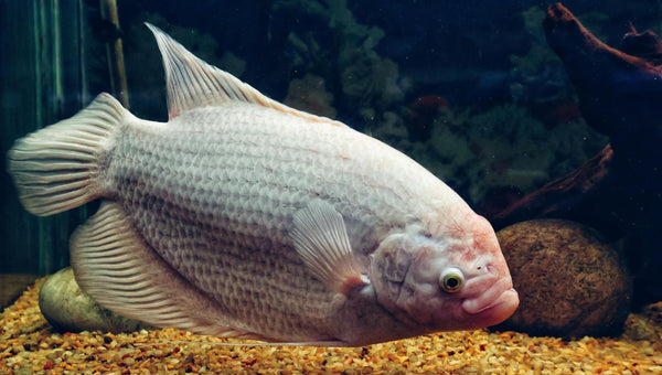 Aquarium Power Outage: How to Keep Your Fish Safe When the Lights Go Out