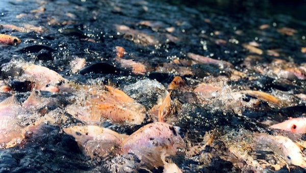 Solar Aquaculture