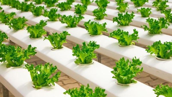 Portable Solar Energy for Greenhouses 