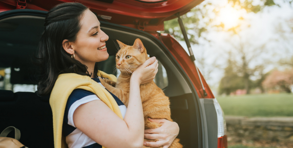 Guide to Road Trips With Your Cat