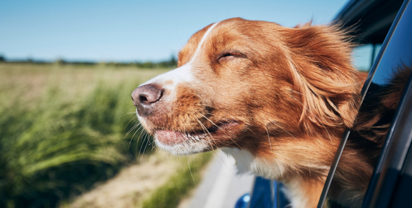 How To Road Trip With Your Dog?
