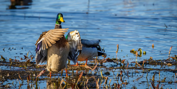 Georgia Duck Hunting Season Guide 2025