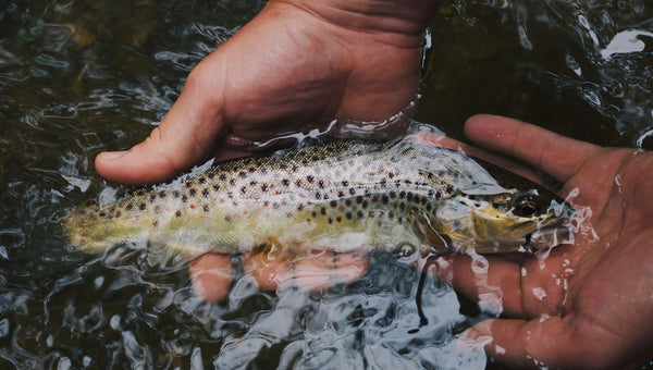 Portable Solar Solutions for Fishing