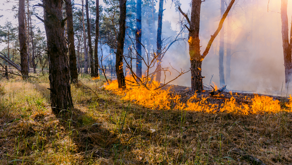 Will Canada's Wildfires Affect the US?
