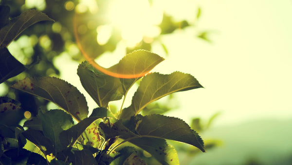 What Is Green Energy